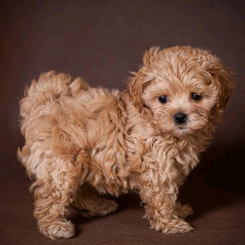 Adorable Maltipoo puppies for sale in Bengaluru  at Breed n Breeder 